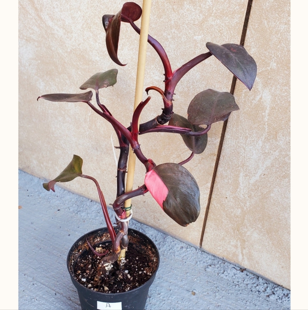 Philodendron 'Pink Princess' "A" | 3.25" pot (REVERTED)